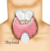 Your Thyroid Needs Your Gut