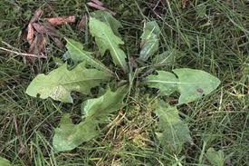 The Weeds in Your Grass?