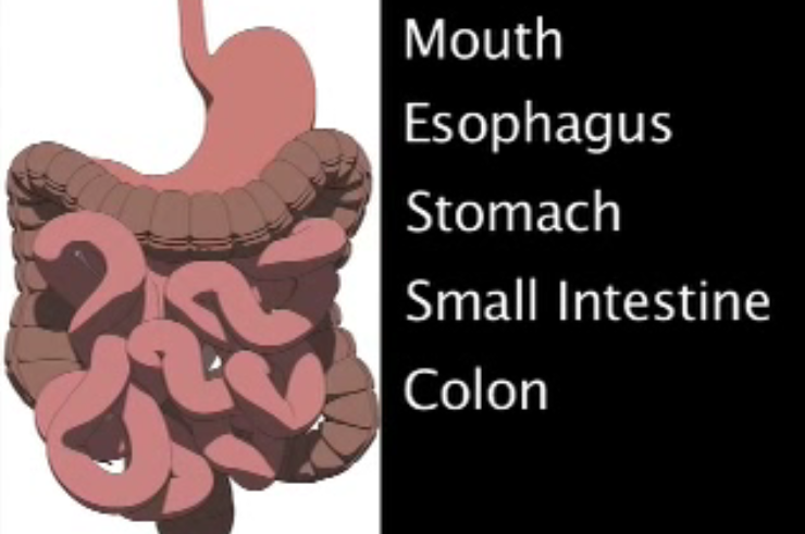 Depke Wellness Understanding the Gastro Intestinal Tract