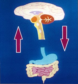 What does a gut/brain issue look like?