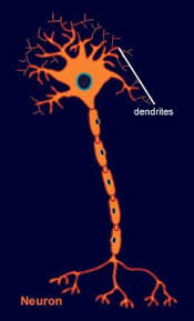 Healing the Aging Brain